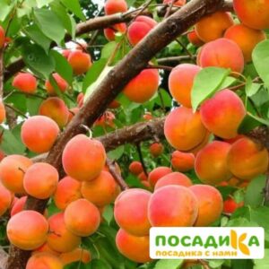 Абрикос Ветеран Севастополя купить по цене от 355р. в интернет-магазине «Посадика» с доставкой почтой в в Красный Куте и по всей России – [изображение №1].