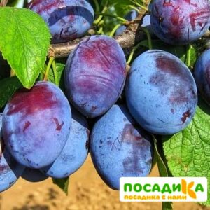 Слива Чачакская ранняя купить по цене от 229.00р. в интернет-магазине «Посадика» с доставкой почтой в в Красный Куте и по всей России – [изображение №1].