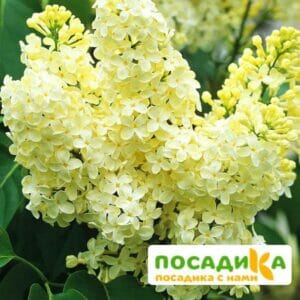 Сирень Примроуз (Primrose) купить по цене от 529.00р. в интернет-магазине «Посадика» с доставкой почтой в в Красный Куте и по всей России – [изображение №1].