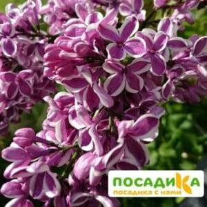 Сирень Сенсация купить по цене от 529.00р. в интернет-магазине «Посадика» с доставкой почтой в в Красный Куте и по всей России – [изображение №1].