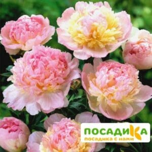 Пион Распберри Сандей (Paeonia Raspberry Sundae) купить по цене от 959р. в интернет-магазине «Посадика» с доставкой почтой в в Красный Куте и по всей России – [изображение №1].