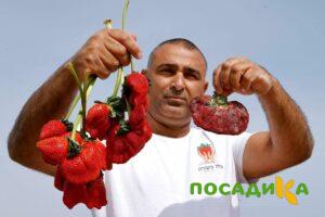 Клубника Гигант Джорнея купить по цене от 266р. в интернет-магазине «Посадика» с доставкой почтой в в Красный Куте и по всей России – [изображение №1].