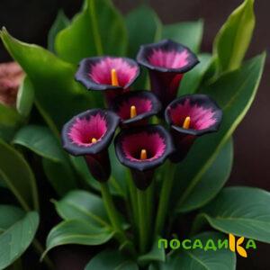 Калла Аура Лейс купить по цене от 400р. в интернет-магазине «Посадика» с доставкой почтой в в Красный Куте и по всей России – [изображение №1].