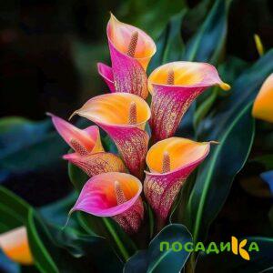 Калла Оникс купить по цене от 450р. в интернет-магазине «Посадика» с доставкой почтой в в Красный Куте и по всей России – [изображение №1].
