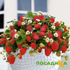 Клубника Рубиновый Шепот (горшечная) купить по цене от 240р. в интернет-магазине «Посадика» с доставкой почтой в в Красный Куте и по всей России – [изображение №1].