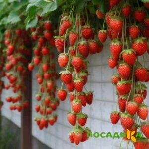 Клубника вьющаяся Комплимент купить по цене от 470р. в интернет-магазине «Посадика» с доставкой почтой в в Красный Куте и по всей России – [изображение №1].