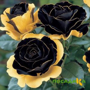 Роза Ханни Сикл купить по цене от 700р. в интернет-магазине «Посадика» с доставкой почтой в в Красный Куте и по всей России – [изображение №1].