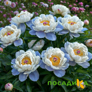 Пион акварельный Этюд купить по цене от 806р. в интернет-магазине «Посадика» с доставкой почтой в в Красный Куте и по всей России – [изображение №1].