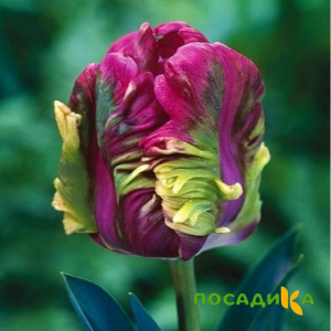 Тюльпан Экзотик Хэвен купить по цене от 186р. в интернет-магазине «Посадика» с доставкой почтой в в Красный Куте и по всей России – [изображение №1].
