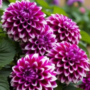 Георгин Кристал Корт купить по цене от 602р. в интернет-магазине «Посадика» с доставкой почтой в в Красный Куте и по всей России – [изображение №1].