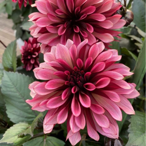 Георгин Перли Сансет купить по цене от 309р. в интернет-магазине «Посадика» с доставкой почтой в в Красный Куте и по всей России – [изображение №1].