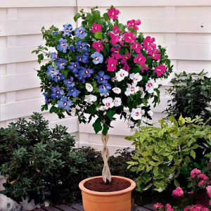 Гибискус-Дерево Триколор купить по цене от 289р. в интернет-магазине «Посадика» с доставкой почтой в в Красный Куте и по всей России – [изображение №1].