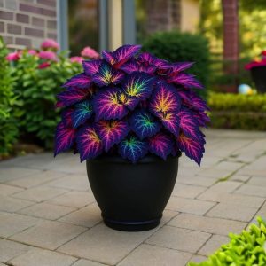 Хоста Фрости Блю купить по цене от 389р. в интернет-магазине «Посадика» с доставкой почтой в в Красный Куте и по всей России – [изображение №1].