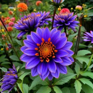 Георгин Лазурит купить по цене от 799р. в интернет-магазине «Посадика» с доставкой почтой в в Красный Куте и по всей России – [изображение №1].