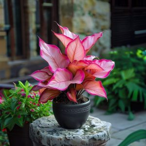 Хоста Розовая Симфония купить по цене от 800р. в интернет-магазине «Посадика» с доставкой почтой в в Красный Куте и по всей России – [изображение №1].