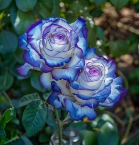 Роза Пэтолз Хоуп купить по цене от 333р. в интернет-магазине «Посадика» с доставкой почтой в в Красный Куте и по всей России – [изображение №1].