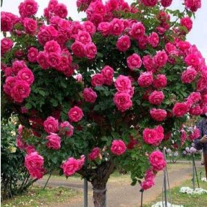 Роза Версаля купить по цене от 232р. в интернет-магазине «Посадика» с доставкой почтой в в Красный Куте и по всей России – [изображение №1].