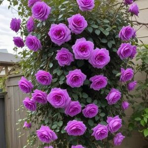 Роза Мистик Уайт купить по цене от 620р. в интернет-магазине «Посадика» с доставкой почтой в в Красный Куте и по всей России – [изображение №1].