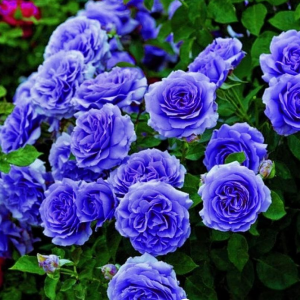 Роза Блю Мун купить по цене от 450р. в интернет-магазине «Посадика» с доставкой почтой в в Красный Куте и по всей России – [изображение №1].