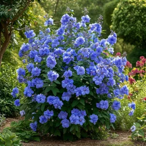 Гибискус Сансет Блоссом купить по цене от 248р. в интернет-магазине «Посадика» с доставкой почтой в в Красный Куте и по всей России – [изображение №1].