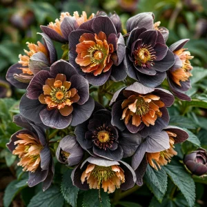 Морозник Блум Айс купить по цене от 499р. в интернет-магазине «Посадика» с доставкой почтой в в Красный Куте и по всей России – [изображение №1].