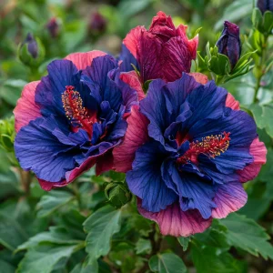 Гибискус Роуз Шайн купить по цене от 360р. в интернет-магазине «Посадика» с доставкой почтой в в Красный Куте и по всей России – [изображение №1].