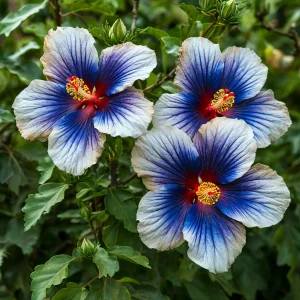 Гибискус Илюжн Вилью купить по цене от 259р. в интернет-магазине «Посадика» с доставкой почтой в в Красный Куте и по всей России – [изображение №1].