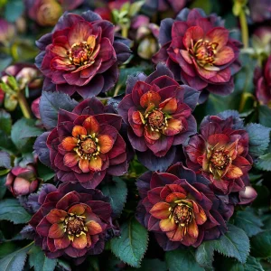 Морозник Сноу Дроп купить по цене от 348р. в интернет-магазине «Посадика» с доставкой почтой в в Красный Куте и по всей России – [изображение №1].