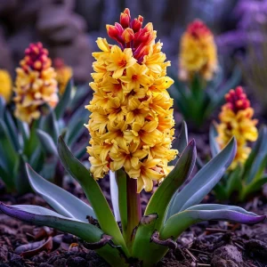 Гиацинт Миднайт Мистери купить по цене от 2099р. в интернет-магазине «Посадика» с доставкой почтой в в Красный Куте и по всей России – [изображение №1].