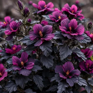 Гибискус Корал Чарм купить по цене от 271р. в интернет-магазине «Посадика» с доставкой почтой в в Красный Куте и по всей России – [изображение №1].