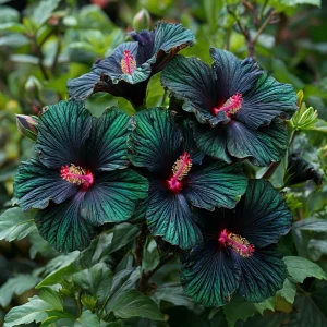 Гибискус Пикок Плюм купить по цене от 490р. в интернет-магазине «Посадика» с доставкой почтой в в Красный Куте и по всей России – [изображение №1].