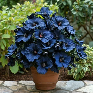 Гибискус Селестиал Флейм купить по цене от 326р. в интернет-магазине «Посадика» с доставкой почтой в в Красный Куте и по всей России – [изображение №1].