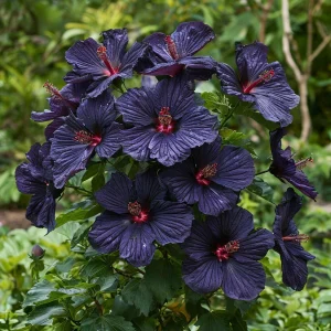 Гибискус Мэджик Момент купить по цене от 699р. в интернет-магазине «Посадика» с доставкой почтой в в Красный Куте и по всей России – [изображение №1].