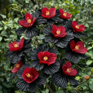 Гибискус Ройял Афеа купить по цене от 460р. в интернет-магазине «Посадика» с доставкой почтой в в Красный Куте и по всей России – [изображение №1].