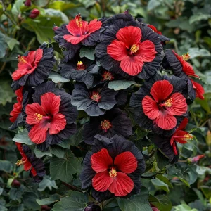 Гибискус Шиммеринг купить по цене от 720р. в интернет-магазине «Посадика» с доставкой почтой в в Красный Куте и по всей России – [изображение №1].