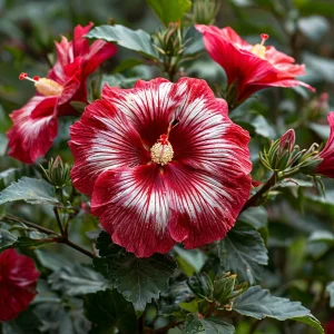 Гибискус Пурпл Мистик купить по цене от 360р. в интернет-магазине «Посадика» с доставкой почтой в в Красный Куте и по всей России – [изображение №1].