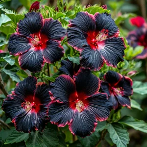 Гибискус садовый Файер Дэнсер купить по цене от 450р. в интернет-магазине «Посадика» с доставкой почтой в в Красный Куте и по всей России – [изображение №1].