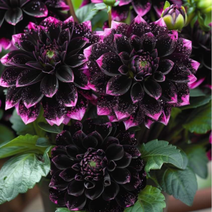 Георгин Лаванда Лейс купить по цене от 679р. в интернет-магазине «Посадика» с доставкой почтой в в Красный Куте и по всей России – [изображение №1].