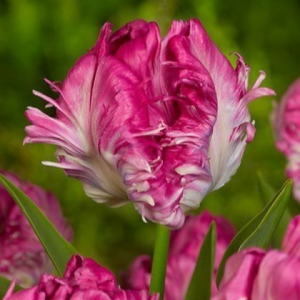 Тюльпан махровый Кул Кристал купить по цене от 400р. в интернет-магазине «Посадика» с доставкой почтой в в Красный Куте и по всей России – [изображение №1].