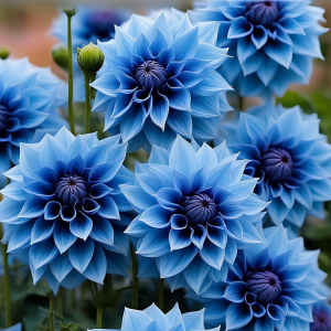 Георгин Вижапе купить по цене от 699р. в интернет-магазине «Посадика» с доставкой почтой в в Красный Куте и по всей России – [изображение №1].