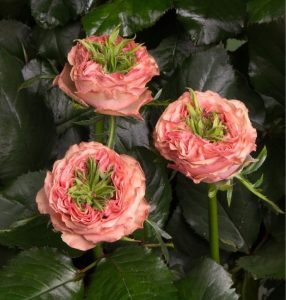 Роза Амбер Инчант купить по цене от 495р. в интернет-магазине «Посадика» с доставкой почтой в в Красный Куте и по всей России – [изображение №1].