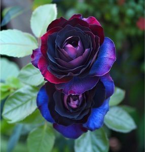 Роза Скарлет Рэвери купить по цене от 489р. в интернет-магазине «Посадика» с доставкой почтой в в Красный Куте и по всей России – [изображение №1].