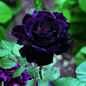 Роза Блэк Пантер купить по цене от 319р. в интернет-магазине «Посадика» с доставкой почтой в в Красный Куте и по всей России – [изображение №1].