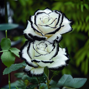 Роза Силк Ивин купить по цене от 319р. в интернет-магазине «Посадика» с доставкой почтой в в Красный Куте и по всей России – [изображение №1].