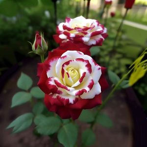 Роза Роял Глом купить по цене от 401р. в интернет-магазине «Посадика» с доставкой почтой в в Красный Куте и по всей России – [изображение №1].