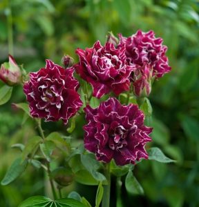 Роза Опаловый Пейзаж купить по цене от 490р. в интернет-магазине «Посадика» с доставкой почтой в в Красный Куте и по всей России – [изображение №1].