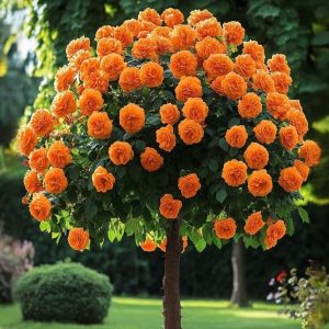 Роза Солнечный Шарм купить по цене от 349р. в интернет-магазине «Посадика» с доставкой почтой в в Красный Куте и по всей России – [изображение №1].