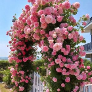 Роза Пастель Розе купить по цене от 605р. в интернет-магазине «Посадика» с доставкой почтой в в Красный Куте и по всей России – [изображение №1].