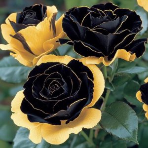 Роза Ханни Сикл купить по цене от 700р. в интернет-магазине «Посадика» с доставкой почтой в в Красный Куте и по всей России – [изображение №1].