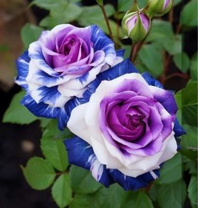 Роза Айвори Каскад купить по цене от 420р. в интернет-магазине «Посадика» с доставкой почтой в в Красный Куте и по всей России – [изображение №1].